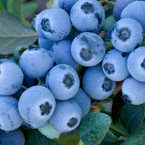 Саджанці лохини "Ерлі Блу",  Vaccinium corymbosum Early Blue, фото 1