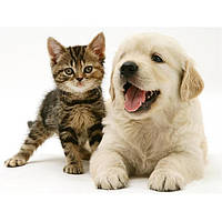 Ветеринарні препарати