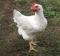 БМВД 30% для бройлеров Гровер ТМ ComFerma