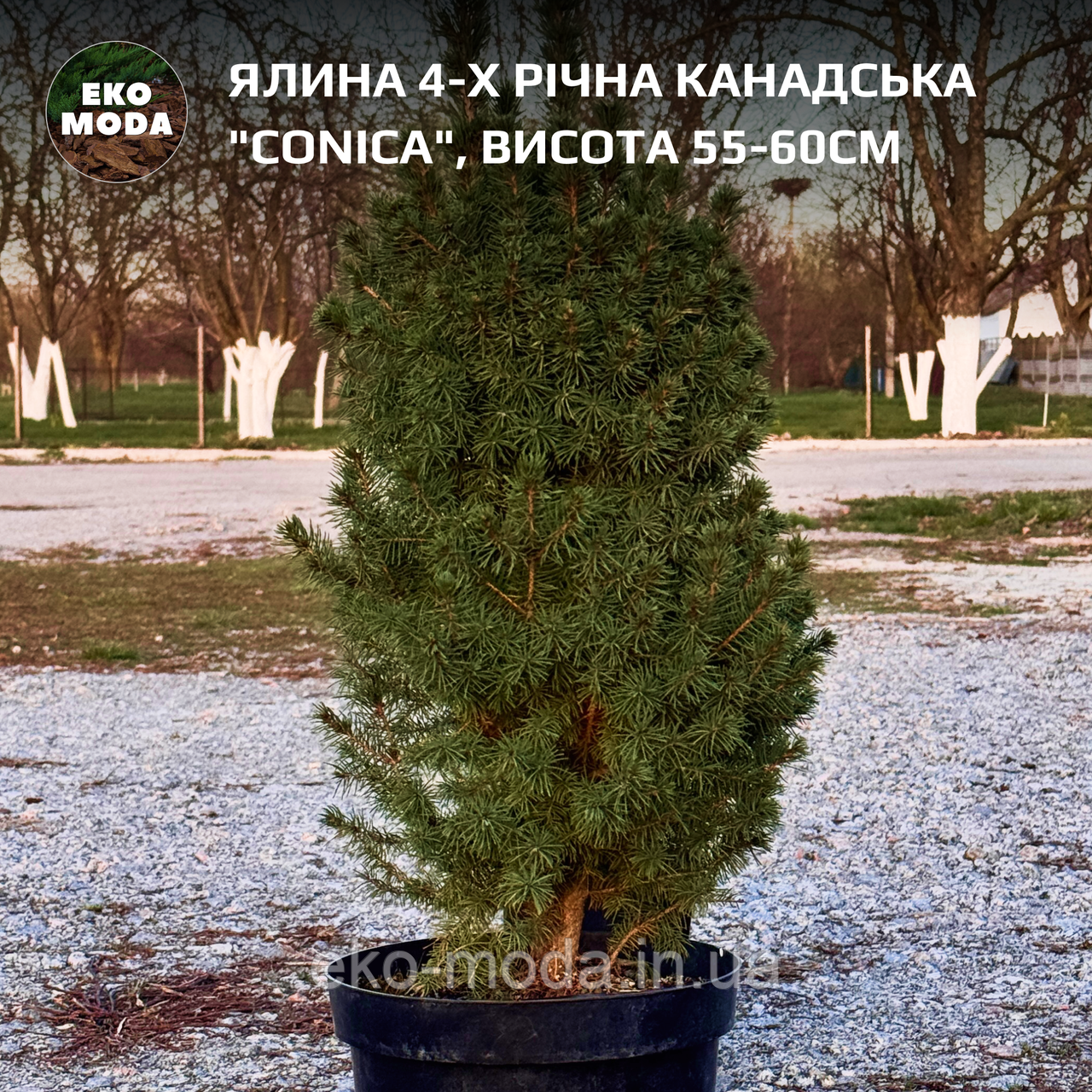 Жива ялина "Conica"  4-х річна канадська , висота 55-60см