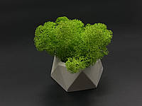 Кашпо з мохом