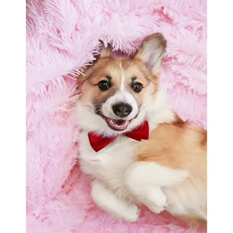 Набір для творчості алмазна картина Коргі Strateg розміром 40х50 см  (JSFH85874)