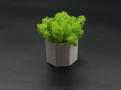 Кашпо со стабилизированным мхом.