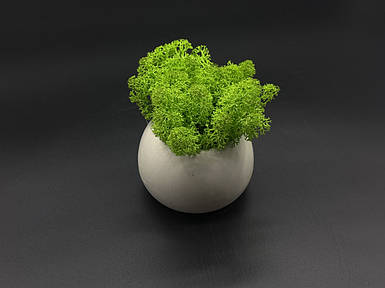 Кашпо со стабилизированным мхом 8см