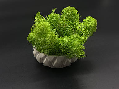 Кашпо со стабилизированным мхом 8см