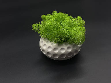 Кашпо со стабилизированным мхом 8см