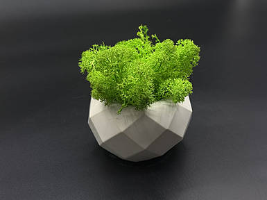 Кашпо со стабилизированным мхом 8см