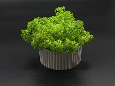 Кашпо со стабилизированным мхом 8см