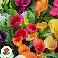 Кала суміш 5 шт