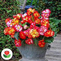 Бегонія суміш 5 шт