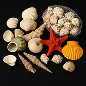 Морські ракушки