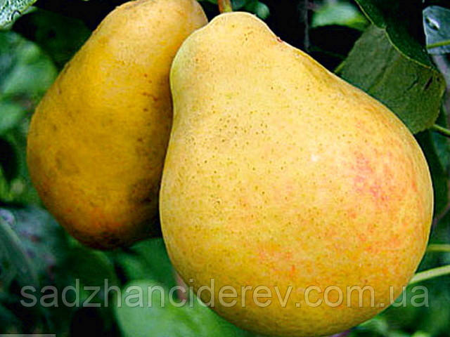 Саджанці груші Бере Київська