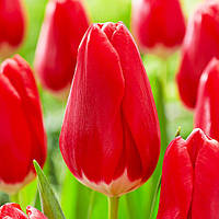 Тюльпани цибулини