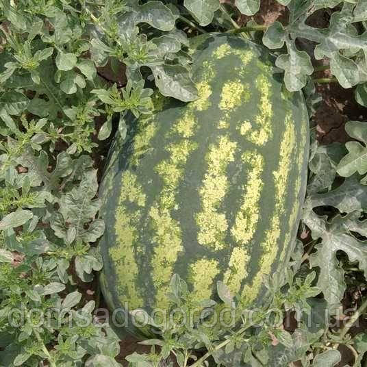 Кавун Монро F1 (INX 1723 F1) Іннова Сідс | Innova Seeds 100 насінин