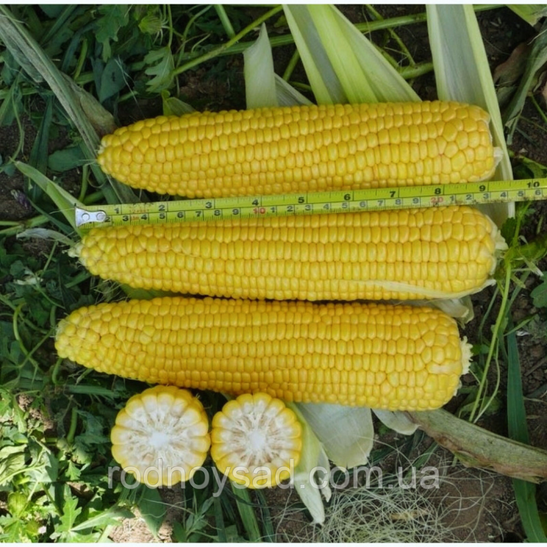 Насіння кукурудза Добриня F1 (30 шт) цукрова солодка рання, Professional, TM GL Seeds