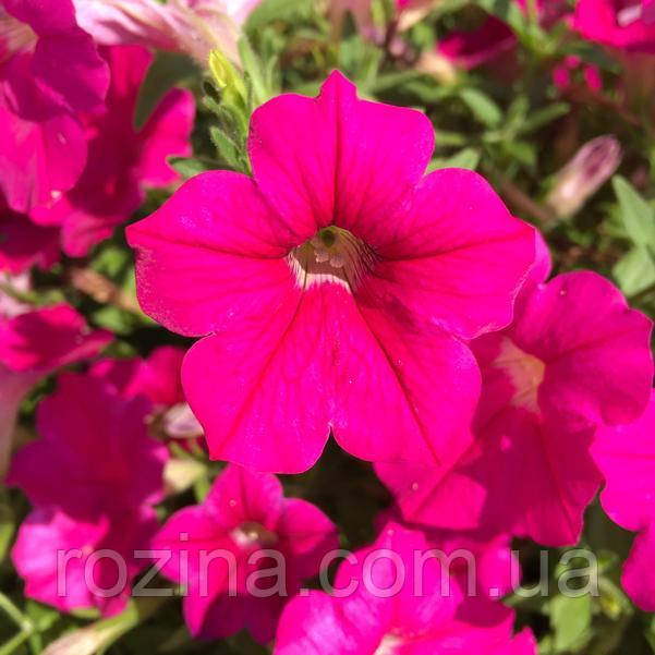 Opera Supreme "Rose"