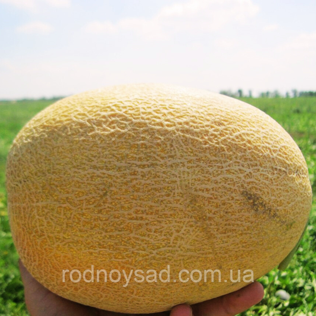 Насіння Диня Амал F1 (1 г) рання, For Hobby, TM GL Seeds, фото 1