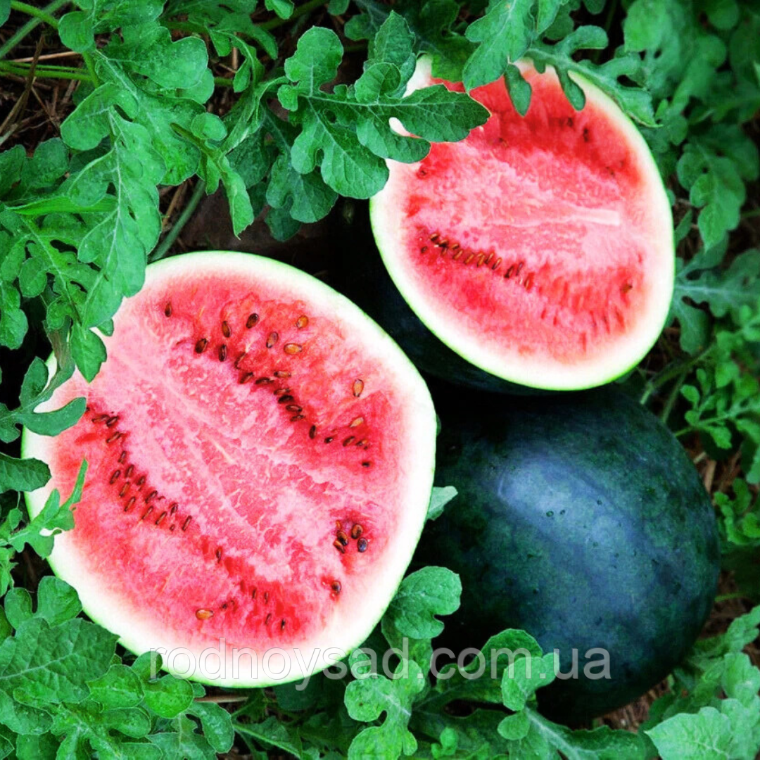 Кавун Цукровий малюк насіння (10 г) суперранній, Professional, TM GL Seeds