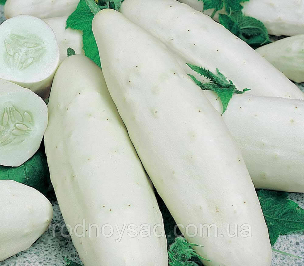 Огірок Білий Янгол насіння (0,5 г) середньоранній, For Hobby, TM GL Seeds