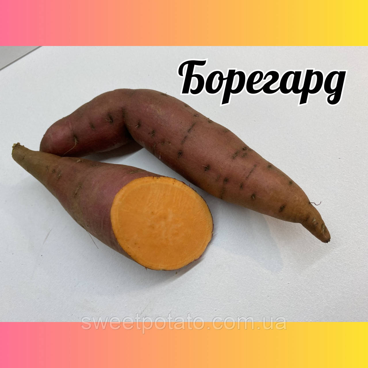 Батат сортовый сорт Борегард для рассады с оранжевой мякотью 🌿🍠 1 шт, фото 1