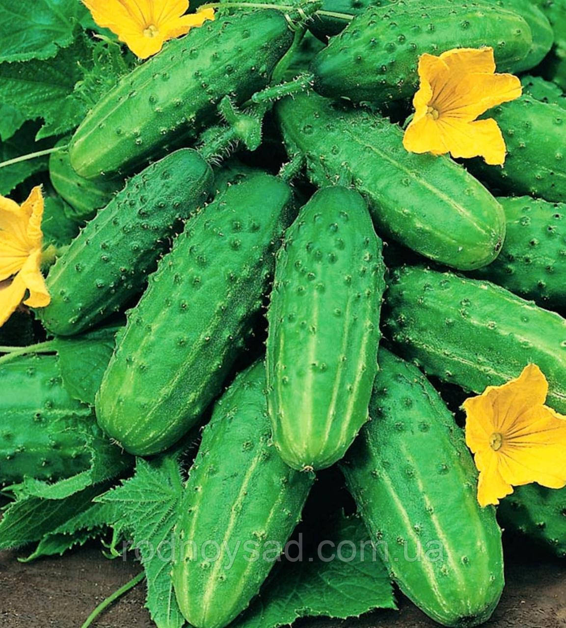 Насіння огірок Малюк корнішон(0,5 г) скоростиглий , For Hobby, TM GL Seeds