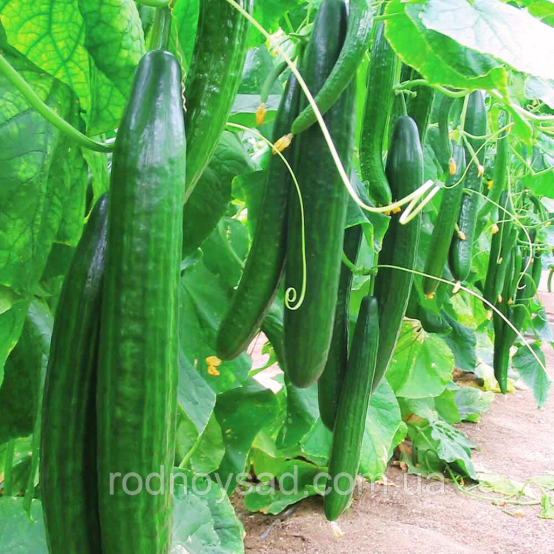 Насіння огірок Китайське диво (0,5 г) середньоранній, For Hobby, TM GL Seeds