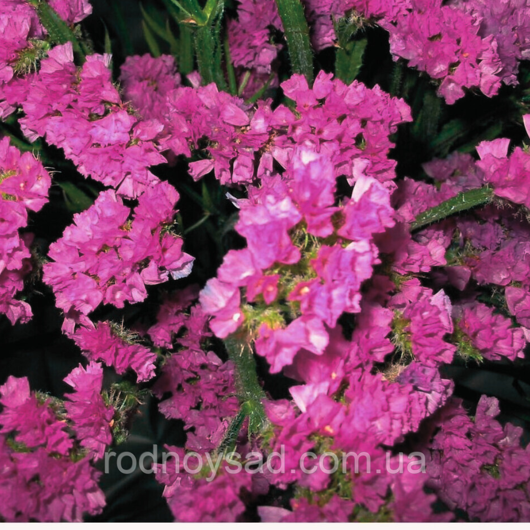 Статиця (кермек) Американ Б'юті насіння (0,1 г) рожевий сухоцвіт лімоніум (Limónium sinuátum), For Hobby, TM GL Seeds, фото 1