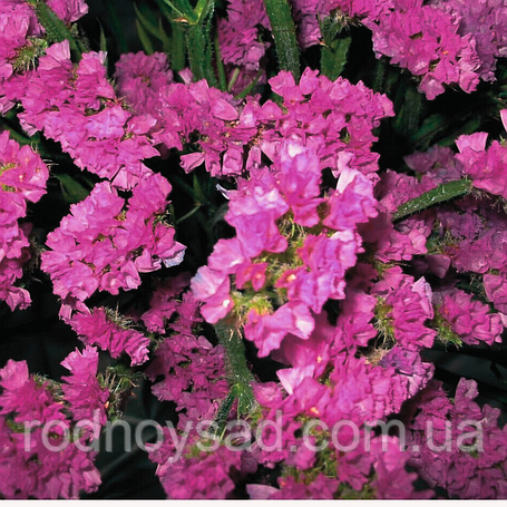 Насіння Кермека