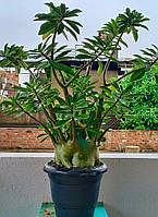 Аденіум арабікум Yemen (сима, 1 шт.)