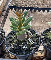 Аденіум Socotra (сокопранум, насіння, 1 шт.)