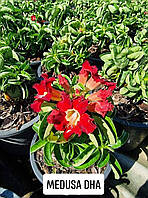 Аденіум-барашок Medusa з червоними квітами (сима, 1 шт.)