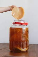 Чайний гриб XL Scoby Джун Комбуча Sadove на 3л банку Зелений чай та мед