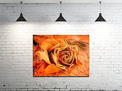 Картина на полотні ProfART S4560-c31 60 x 45 см Квіти (hub_cLWz41181)