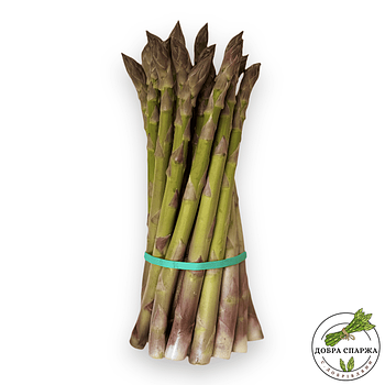 Спаржа свіжа, зелена 1,5 кг (Україна) - «Добра Спаржа»