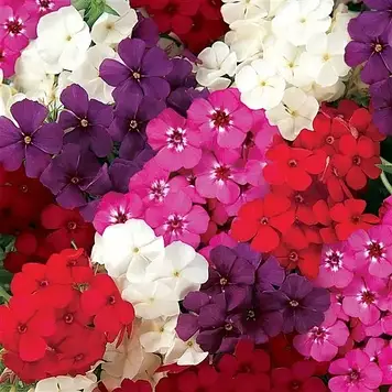 Флокс Мікс