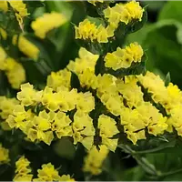 Статиця /Лімоніум/ Кермек Pan American Qis Rose 1000 нас