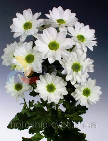 Хризантема белая ромашковая - фото 1 - id-p31748687