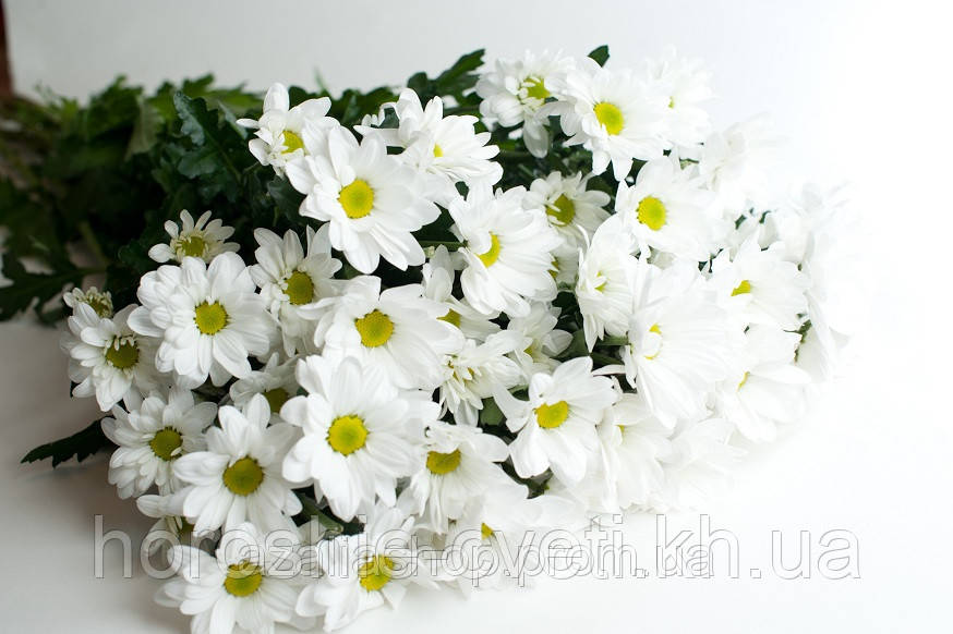 Хризантема белая ромашковая - фото 2 - id-p31748687