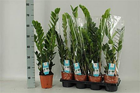 Набір рослин Zamioculcas Zamiifolia Заміокулькас Заміофолія 7 шт.