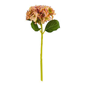 Букет "Гортензія кімнатна", помаранчева ELISEY