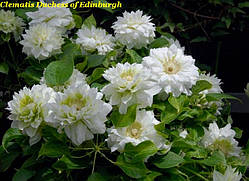 Клематис Duchess of Edinburgh (Герцогиня Единбургська) махровий