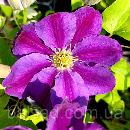 Клематис Лавендер Б'юті / C2 / 3 роки / Clematis Lavender Beauty, фото 1