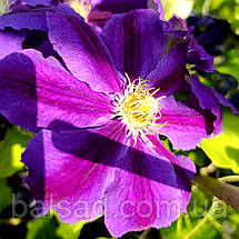 Клематис Лавендер Б'юті / C2 / 3 роки / Clematis Lavender Beauty, фото 5