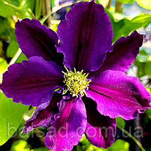 Клематис Лавендер Б'юті / C2 / 3 роки / Clematis Lavender Beauty, фото 6
