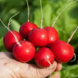 Редис Сакса