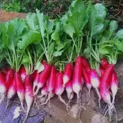 Редиска 18 днів