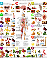 Плакат "Вітаміни та їх вплив на органи та системи людини" 86×67см Демонстраційний плакат вітамінів