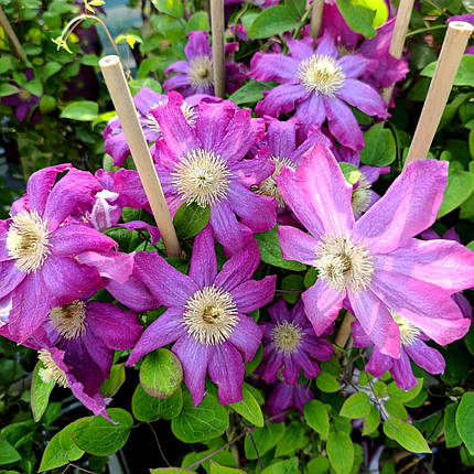 Клематис Какіо / C2 / 3 роки / Clematis Kakio (Pink Champagne), фото 1