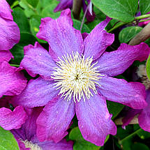 Клематис Какіо / C2 / 3 роки / Clematis Kakio (Pink Champagne), фото 4