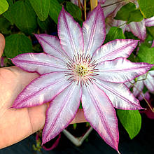 Клематіс Тае / С2 / 3 роки / Clematis Tae